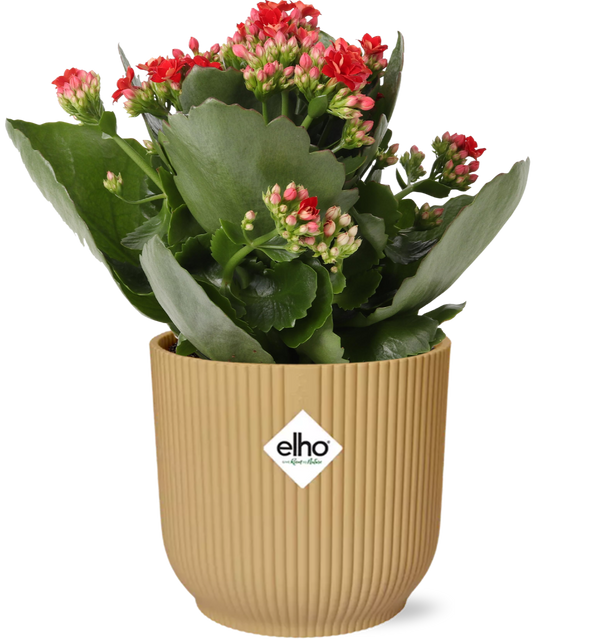 Flammendes Käthchen ‚Don Justino' – Kalanchoe blossfeldiana