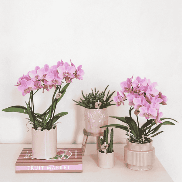 Aasblume – Stapelia leendertziae – Ansicht 3