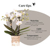 Schmetterlingsorchidee ‚Blossom Zurich' – Phalaenopsis – Ansicht 9