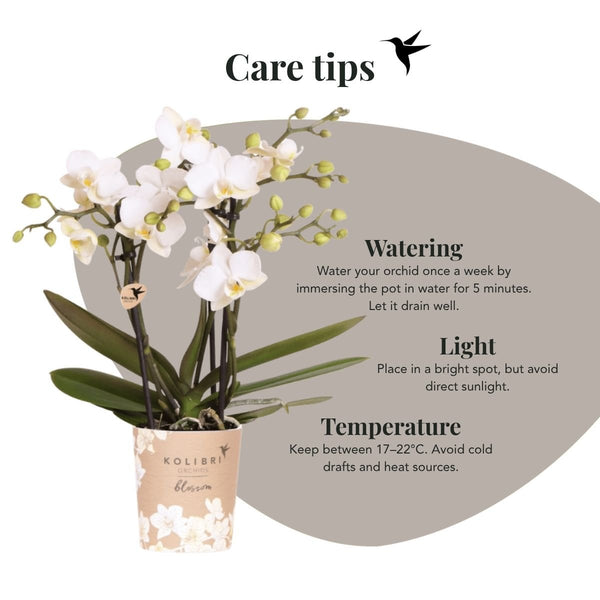 Schmetterlingsorchidee ‚Blossom Zurich' – Phalaenopsis – Ansicht 9