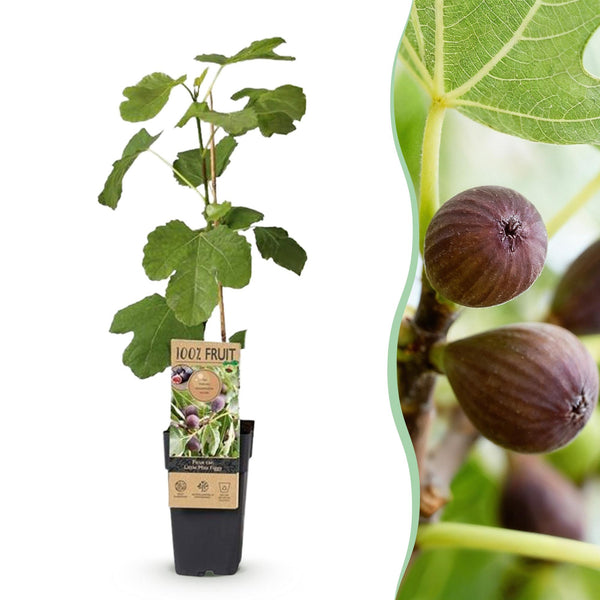 Feige ‚Little Miss Figgy' – Ficus carica