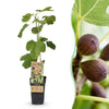 Feige ‚Little Miss Figgy' – Ficus carica – Ø 15 cm · 50 cm