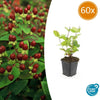 Johanniskraut ‚Beauty' – Hypericum × inodorum