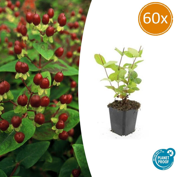 Johanniskraut ‚Beauty' – Hypericum × inodorum