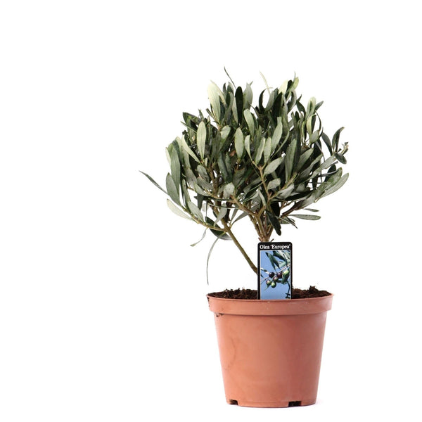 Olivenbaum Stämmchen – Olea europaea