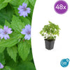 Knotiger Storchschnabel – Geranium nodosum