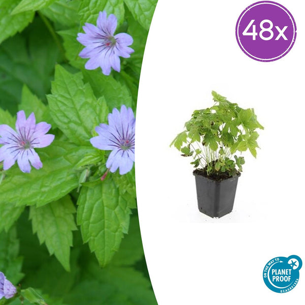 Knotiger Storchschnabel – Geranium nodosum