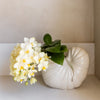 Schmetterlingsorchidee ‚Botanic Yellow' – Phalaenopsis – Ansicht 8