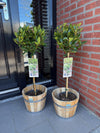Lorbeer Stämmchen – Laurus nobilis – Ansicht 5