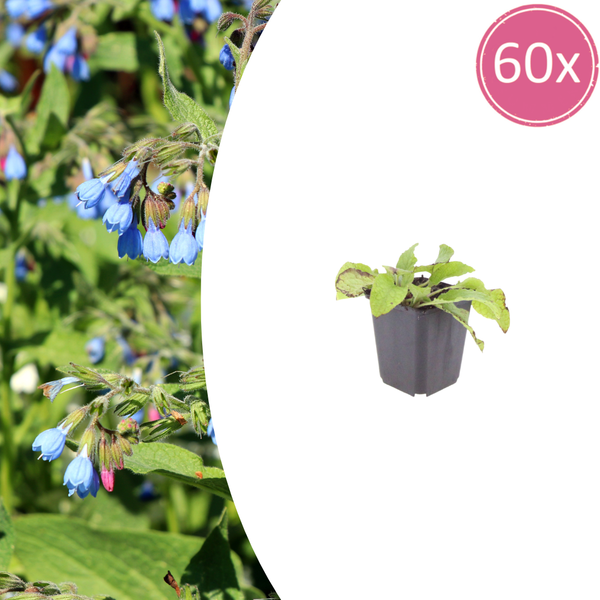 Kaukasus-Beinwell ‚Wisley Blue' – Symphytum grandiflorum