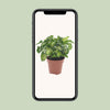 Purpurtute ‚Pixie' – Syngonium podophyllum – Ansicht 4