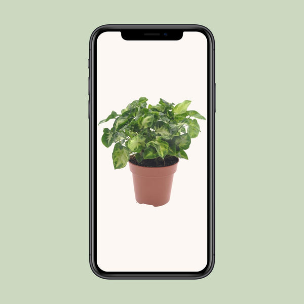 Purpurtute ‚Pixie' – Syngonium podophyllum – Ansicht 4
