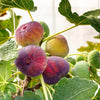 Feige ‚Rouge de Bordeaux' – Ficus carica – Ansicht 5