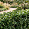 Japanische Stechpalme ‚Stokes' – Ilex crenata – Ansicht 5