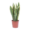 Bogenhanf ‚Laurentii' – Sansevieria trifasciata – Ø 14 cm · 40 cm, 1 Stück