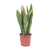 Bogenhanf ‚Laurentii' – Sansevieria trifasciata – Ø 14 cm · 40 cm, 1 Stück