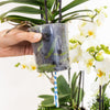 Pflanzen-Set „Jungle Bouquet“ – 3 weiße Orchideen ‚Lausanne' und 3 Grünpflanzen – Ansicht 6
