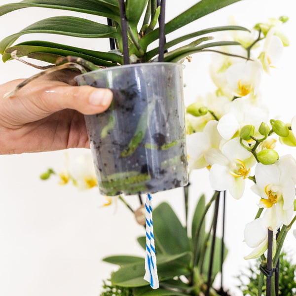 Pflanzen-Set „Jungle Bouquet“ – 3 weiße Orchideen ‚Lausanne' und 3 Grünpflanzen – Ansicht 6