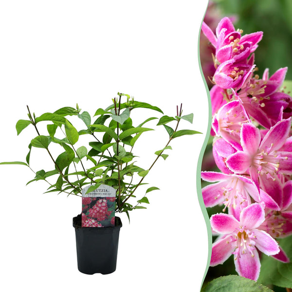 Deutzie ‚Strawberry Fields' – Deutzia hybrida