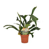 Geweihfarn – Platycerium bifurcatum