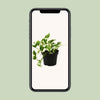 Efeutute ‚N'Joy' – Epipremnum aureum – Ansicht 4