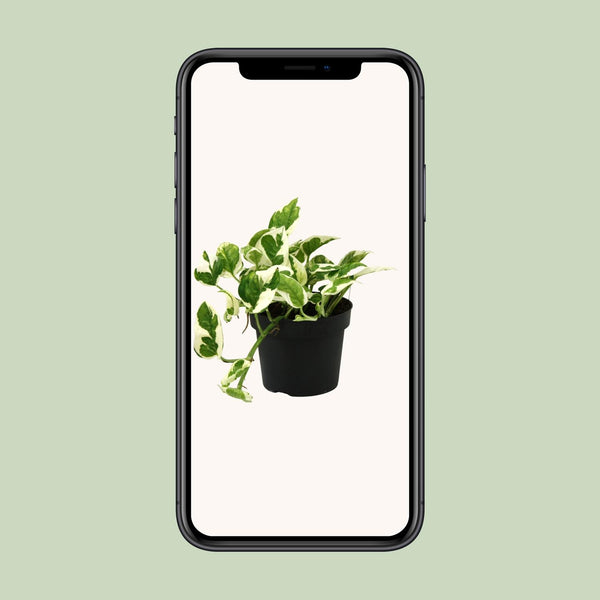 Efeutute ‚N'Joy' – Epipremnum aureum – Ansicht 4