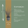 Chinaschilf ‚Gracillimus' – Miscanthus sinensis – Ansicht 5