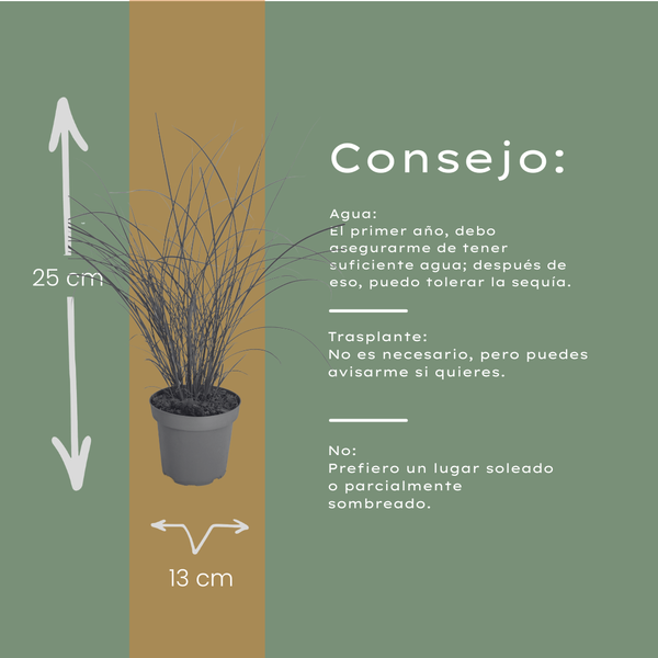 Chinaschilf ‚Gracillimus' – Miscanthus sinensis – Ansicht 5