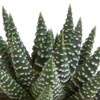 Sukkulenten-Set „Gasteria & Haworthia“ – 5 Sukkulenten – Ansicht 6