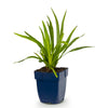 Prachtscharte – Liatris spicata – Ansicht 2