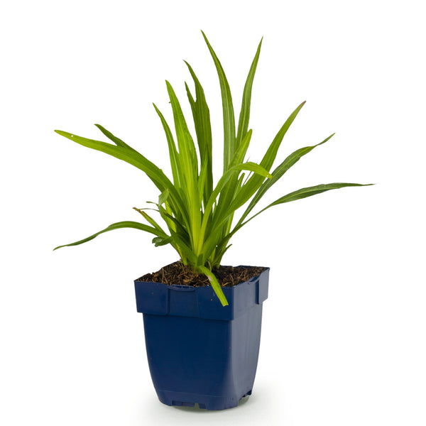 Prachtscharte – Liatris spicata – Ansicht 2