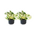 Efeutute ‚Happy Leaf' – Epipremnum pinnatum – Ø 12 cm