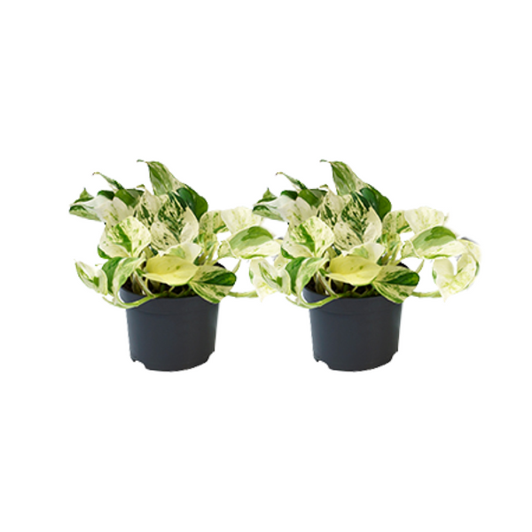 Efeutute ‚Happy Leaf' – Epipremnum pinnatum – Ø 12 cm
