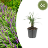 Lilientraube ‚Moneymaker' – Liriope muscari – 6 Stück
