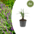 Lilientraube ‚Moneymaker' – Liriope muscari – 6 Stück