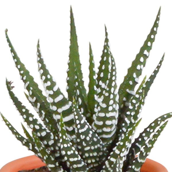 Cactus en vetplanten Mischung 5,5 cm | 15 stück - zonder pot