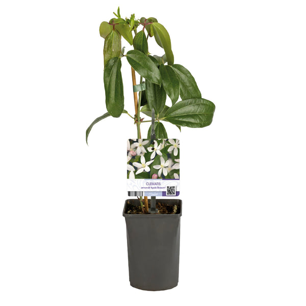 Immergrüne Waldrebe ‚Apple Blossom' – Clematis armandii – Ansicht 2