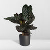 Korbmarante – Calathea ornata – Ansicht 8