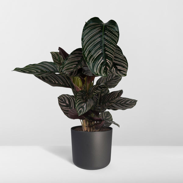 Korbmarante – Calathea ornata – Ansicht 8