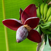 Bananenpflanze ‚Red Tiger' – Musa sikkimensis – Ansicht 5