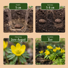 Kilikischer Winterling – Eranthis cilicica – Ansicht 4