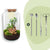 Flaschengarten-Set „Sven XL" – DIY-Terrarium mit Bonsai und Beleuchtung