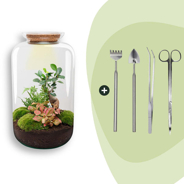 Flaschengarten-Set „Sven XL" – DIY-Terrarium mit Bonsai und Beleuchtung
