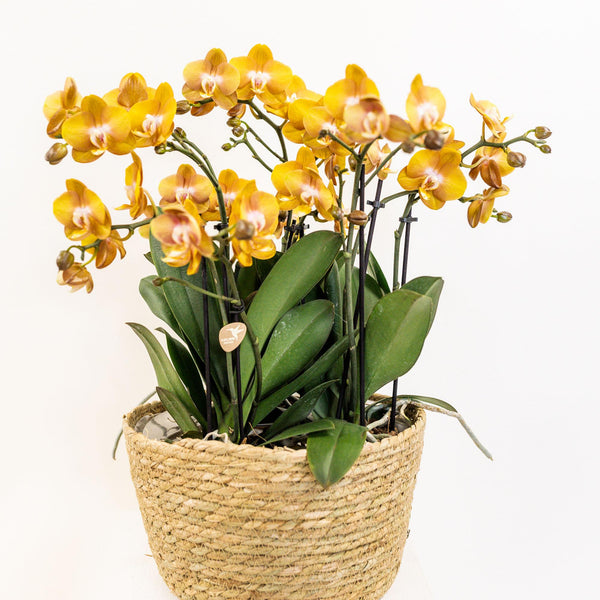 Bewässerungseinlage mit Wasserreservoir für Orchideenschale „Field Bouquet“ inkl. 3 Dochte – Ansicht 6