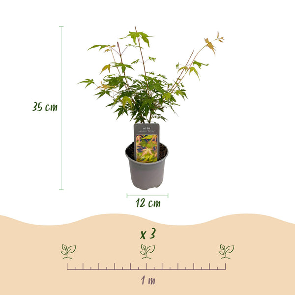 Fächerahorn ‚Katsura' – Acer palmatum – Ansicht 3