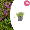 Sand-Thymian – Thymus serpyllum