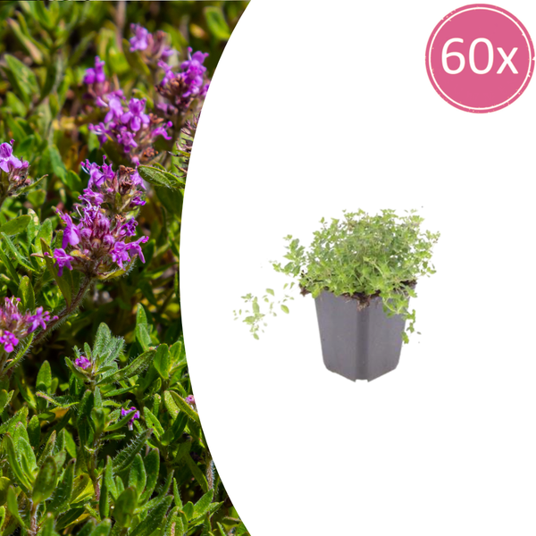 Sand-Thymian – Thymus serpyllum