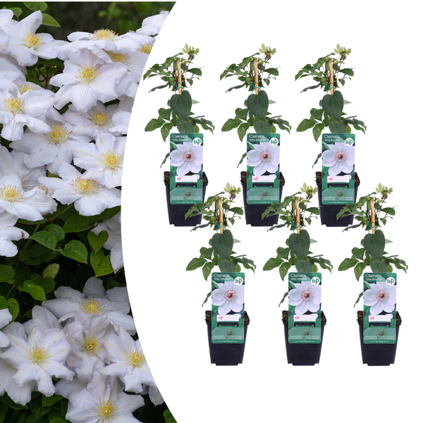 Waldrebe ‚Miss Bateman' – Clematis