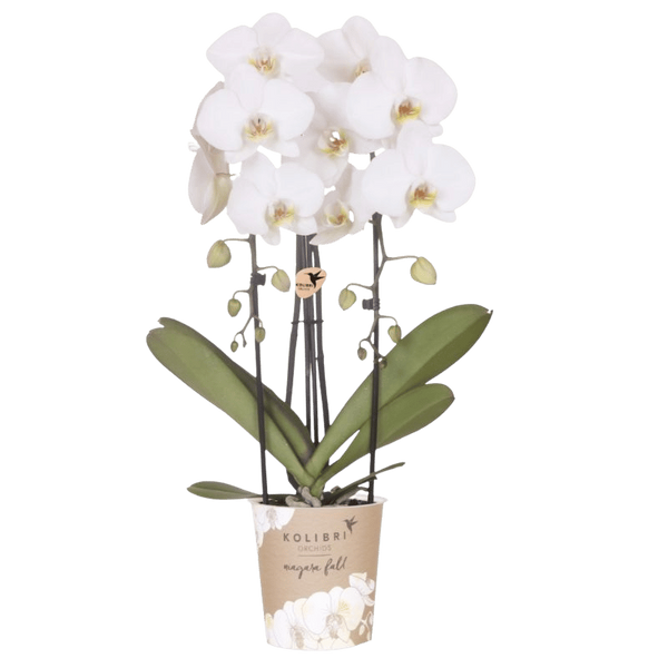 Schmetterlingsorchidee ‚Niagara Fall White' – Phalaenopsis