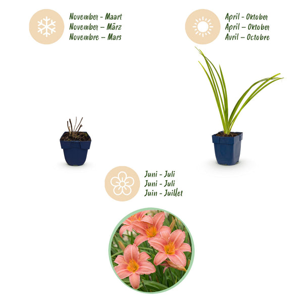 Taglilie ‚Pink Damask' – Hemerocallis – Ansicht 4